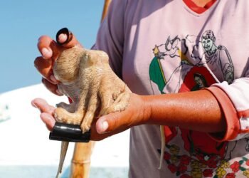 ¿Pulpo yucateco en riesgo? En plena veda, pesca furtiva no se detiene