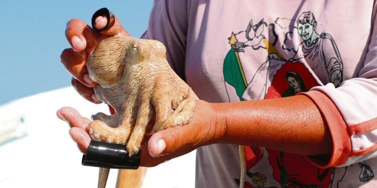¿Pulpo yucateco en riesgo? En plena veda, pesca furtiva no se detiene