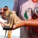 ¿Pulpo yucateco en riesgo? En plena veda, pesca furtiva no se detiene