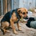 Más de mil casos de maltrato animal en Yucatán; activistas piden actuar y denunciar