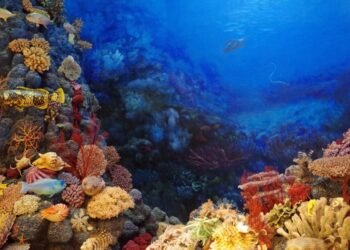 ¿Cuál es el tesoro oculto de Yucatán? El arrecife que resguarda más de mil especies