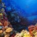 ¿Cuál es el tesoro oculto de Yucatán? El arrecife que resguarda más de mil especies
