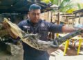 ¿Un visitante inesperado? Cocodrilo aparece en el patio de una casa en Progreso