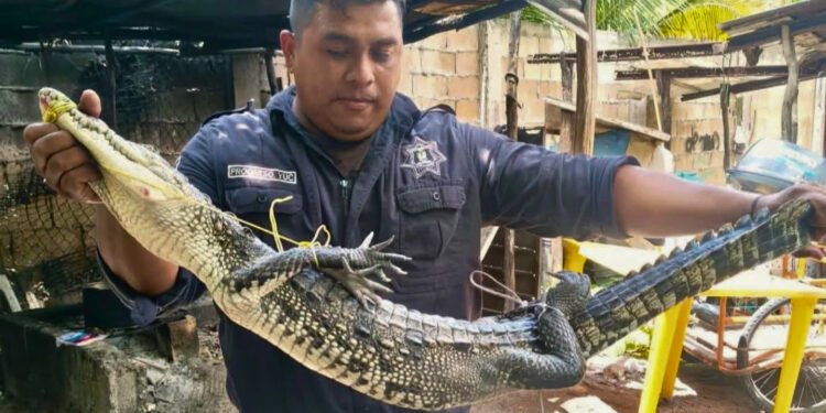¿Un visitante inesperado? Cocodrilo aparece en el patio de una casa en Progreso