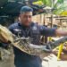 ¿Un visitante inesperado? Cocodrilo aparece en el patio de una casa en Progreso