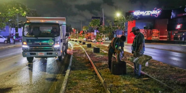 Apuestan por más áreas verdes: reubicarán árboles y crearán un bosque urbano