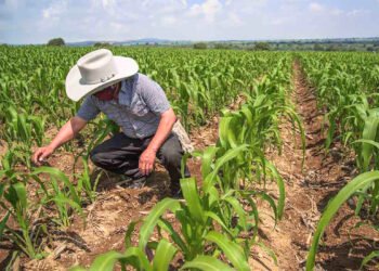 ¿Más caminos, más productividad? Yucatán acelera infraestructura para el campo