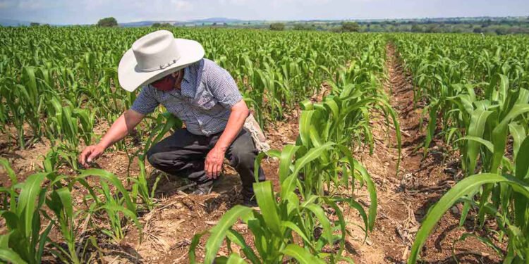 ¿Más caminos, más productividad? Yucatán acelera infraestructura para el campo