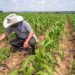 ¿Más caminos, más productividad? Yucatán acelera infraestructura para el campo