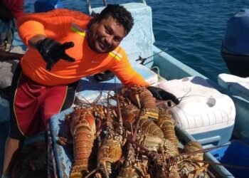 Arranca la temporada de langosta en Yucatán; buscan capturar 700 toneladas