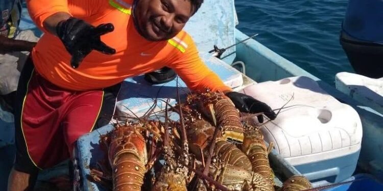 Arranca la temporada de langosta en Yucatán; buscan capturar 700 toneladas
