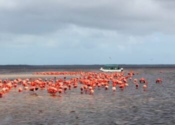 ¿Por qué nacieron seis flamencos en Animaya? Así avanza su conservación