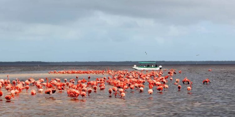 ¿Por qué nacieron seis flamencos en Animaya? Así avanza su conservación