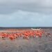 ¿Por qué nacieron seis flamencos en Animaya? Así avanza su conservación