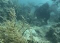 Los corales del Caribe mexicano revelan una preocupante realidad del cambio climático