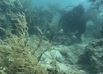 Los corales del Caribe mexicano revelan una preocupante realidad del cambio climático