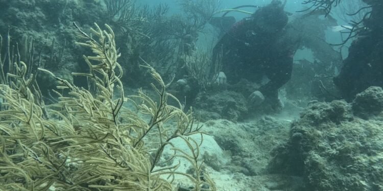 Los corales del Caribe mexicano revelan una preocupante realidad del cambio climático
