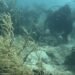 Los corales del Caribe mexicano revelan una preocupante realidad del cambio climático