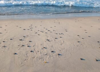 Millones de tortuguitas conquistaron el mar y rompieron un récord en México; estos son los detalles