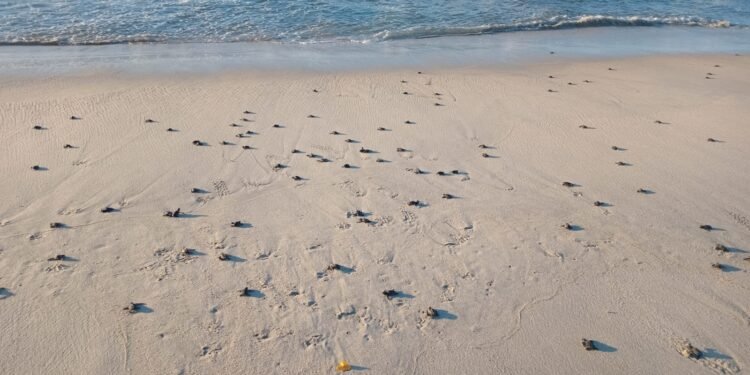 Millones de tortuguitas conquistaron el mar y rompieron un récord en México; estos son los detalles