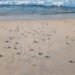 Millones de tortuguitas conquistaron el mar y rompieron un récord en México; estos son los detalles