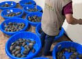 Envueltas en calcetines y declaradas como juguetes: así descubrieron a 350 tortugas