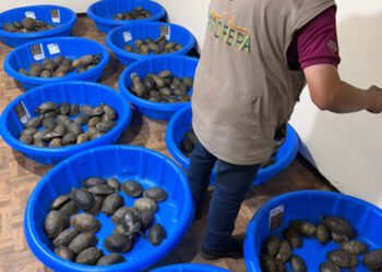 Envueltas en calcetines y declaradas como juguetes: así descubrieron a 350 tortugas