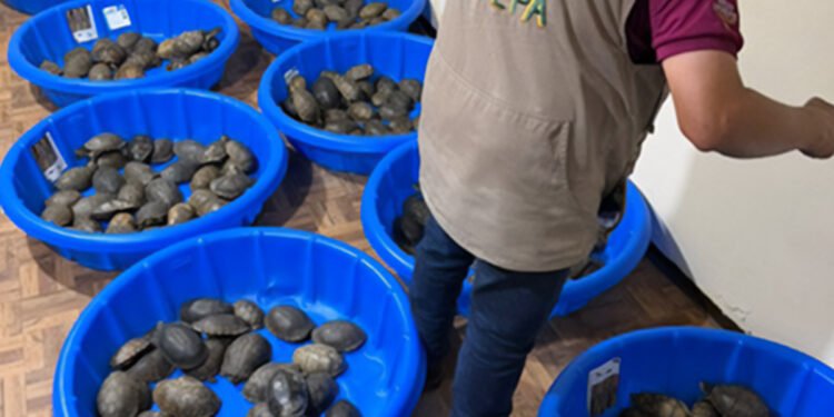 Envueltas en calcetines y declaradas como juguetes: así descubrieron a 350 tortugas