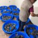 Envueltas en calcetines y declaradas como juguetes: así descubrieron a 350 tortugas