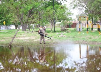 Ante el riesgo de dengue, buscan frenar al mosquito antes de que se multiplique en Mérida; este es el plan