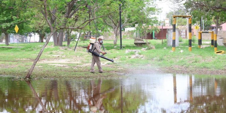Ante el riesgo de dengue, buscan frenar al mosquito antes de que se multiplique en Mérida; este es el plan