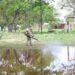 Ante el riesgo de dengue, buscan frenar al mosquito antes de que se multiplique en Mérida; este es el plan