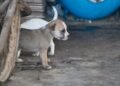 ¿Mascotas bajo amenaza? Las tormentas no solo afectan a las personas; estos son los errores que podrían costarles la vida