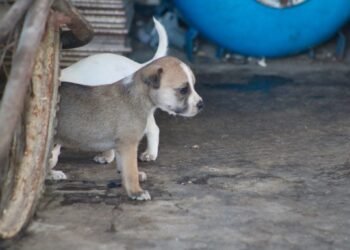 ¿Mascotas bajo amenaza? Las tormentas no solo afectan a las personas; estos son los errores que podrían costarles la vida