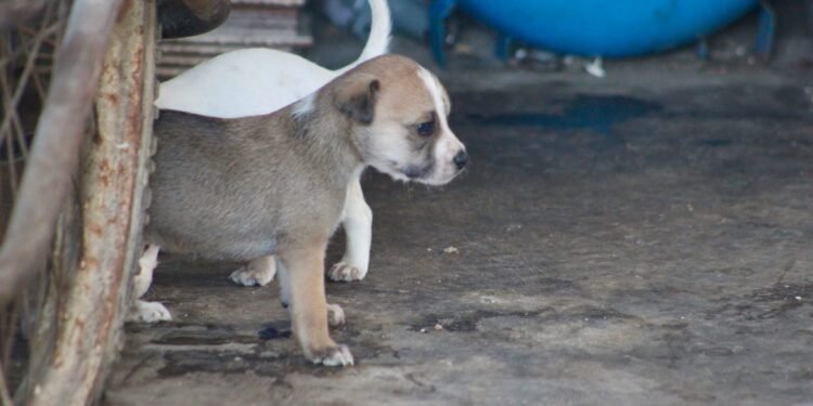 ¿Mascotas bajo amenaza? Las tormentas no solo afectan a las personas; estos son los errores que podrían costarles la vida