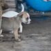 ¿Mascotas bajo amenaza? Las tormentas no solo afectan a las personas; estos son los errores que podrían costarles la vida