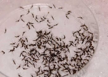 Yucatán le gana la batalla al dengue: contagios se desploman 87% en un año