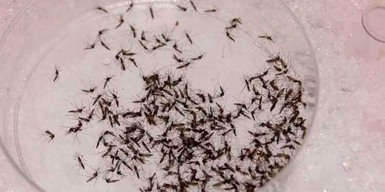 Yucatán le gana la batalla al dengue: contagios se desploman 87% en un año