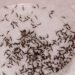 Yucatán le gana la batalla al dengue: contagios se desploman 87% en un año