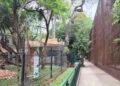Capturan a cuatro perros por ataque en el Centenario; revelan qué pasó con el león que se volvió viral