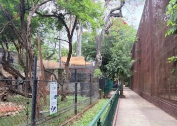 Capturan a cuatro perros por ataque en el Centenario; revelan qué pasó con el león que se volvió viral