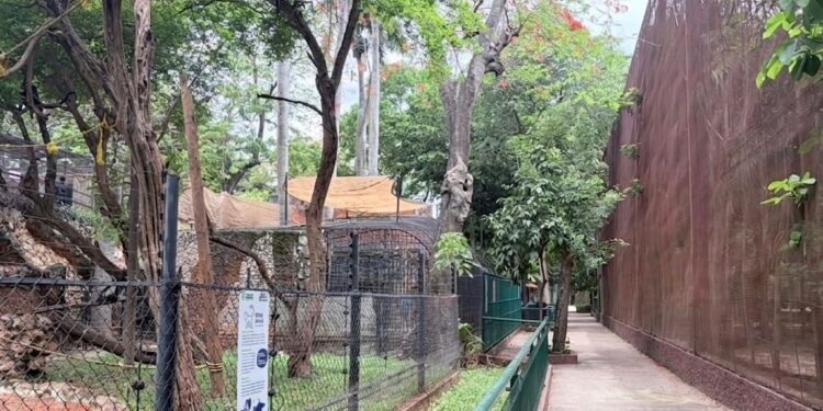 Capturan a cuatro perros por ataque en el Centenario; revelan qué pasó con el león que se volvió viral