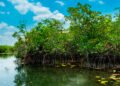 Van por el rescate de la costa; restauran decenas de hectáreas de manglar en Yucatán