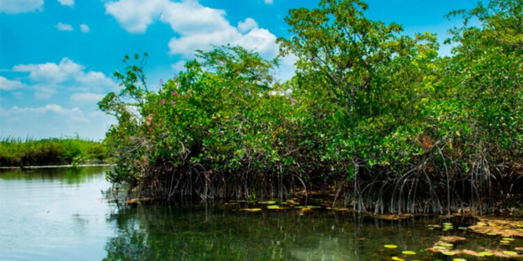 Van por el rescate de la costa; restauran decenas de hectáreas de manglar en Yucatán