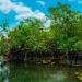 Van por el rescate de la costa; restauran decenas de hectáreas de manglar en Yucatán