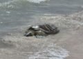 Tras sobrevivir a tres cirugías, tortuga blanca regresa al mar en Progreso