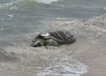 Tras sobrevivir a tres cirugías, tortuga blanca regresa al mar en Progreso