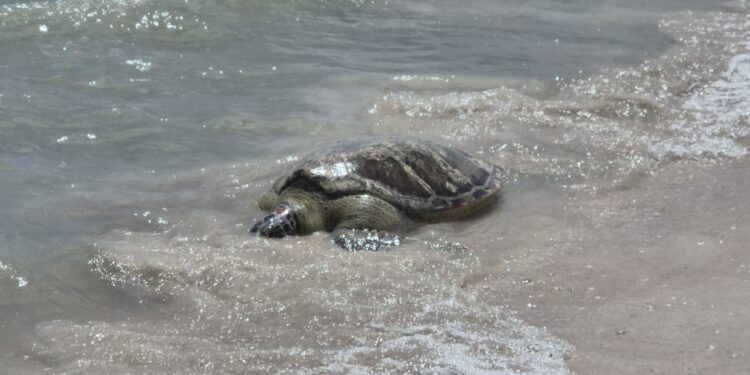 Tras sobrevivir a tres cirugías, tortuga blanca regresa al mar en Progreso