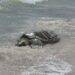 Tras sobrevivir a tres cirugías, tortuga blanca regresa al mar en Progreso