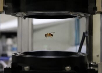 Atrapan moscas y abejas sin tocarlas; así funciona la sorprendente trampa acústica de la UNAM
